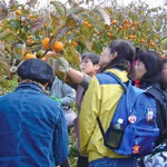 庄内柿の収穫＆脱渋体験＆柿酢工場を見学しよう！