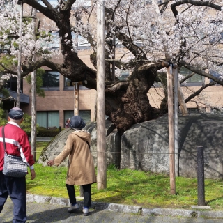 盛岡　石割桜！！