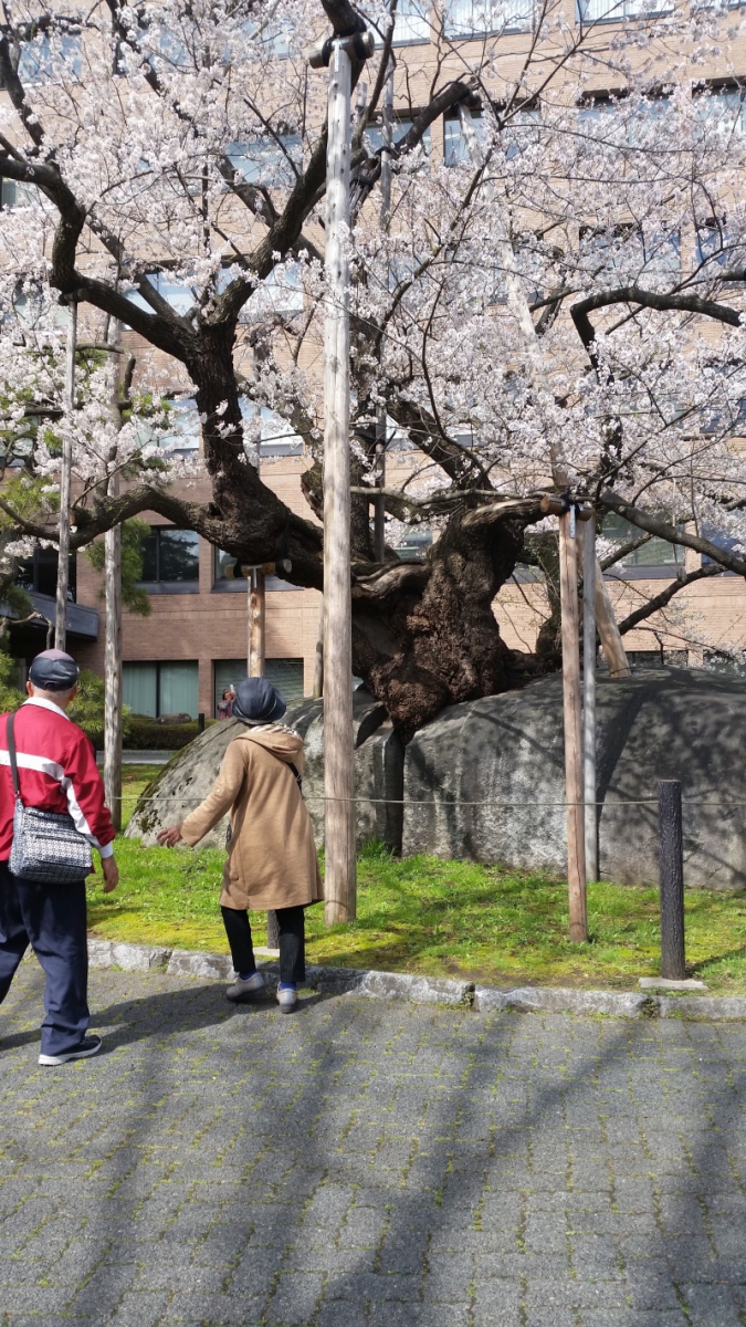 盛岡　石割桜！！