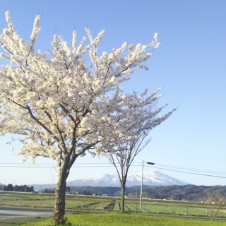鳥海山＆桜のコントラスト