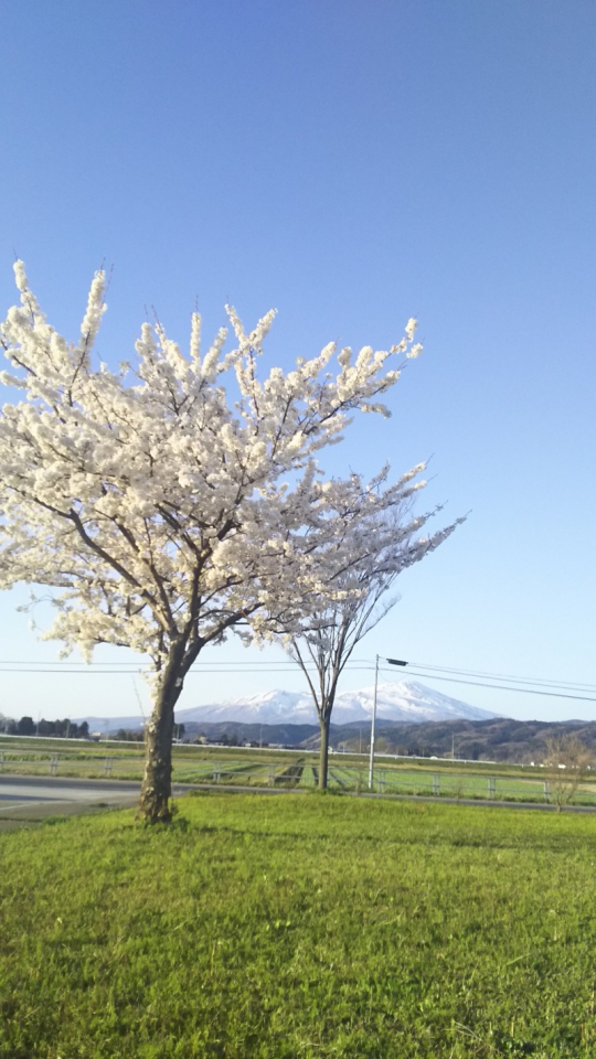 鳥海山＆桜のコントラスト